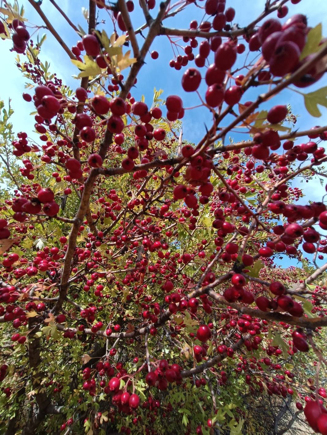 Doğada kendiliğinden yetişiyor, yiyen şifa buluyor 2